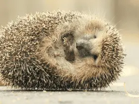 Common Hedgehog Myths Debunked 72 Common Hedgehog Myths Debunked