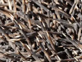 Hedgehog Vs. Porcupine: Spotting the 7 Key Differences 9 Hedgehog Vs. Porcupine: Spotting the 7 Key Differences