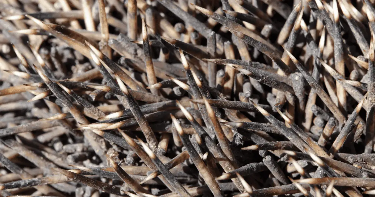 Hedgehog Vs. Porcupine: Spotting the 7 Key Differences 25 Hedgehog Vs. Porcupine: Spotting the 7 Key Differences