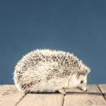Socializing 101: 15 Tips to Help Your Hedgehog Bond With Other Pets