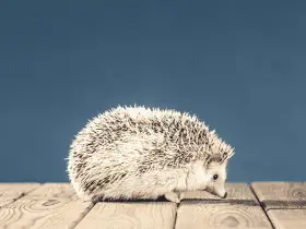 Socializing 101: 15 Tips to Help Your Hedgehog Bond With Other Pets 66 Socializing 101: 15 Tips to Help Your Hedgehog Bond With Other Pets