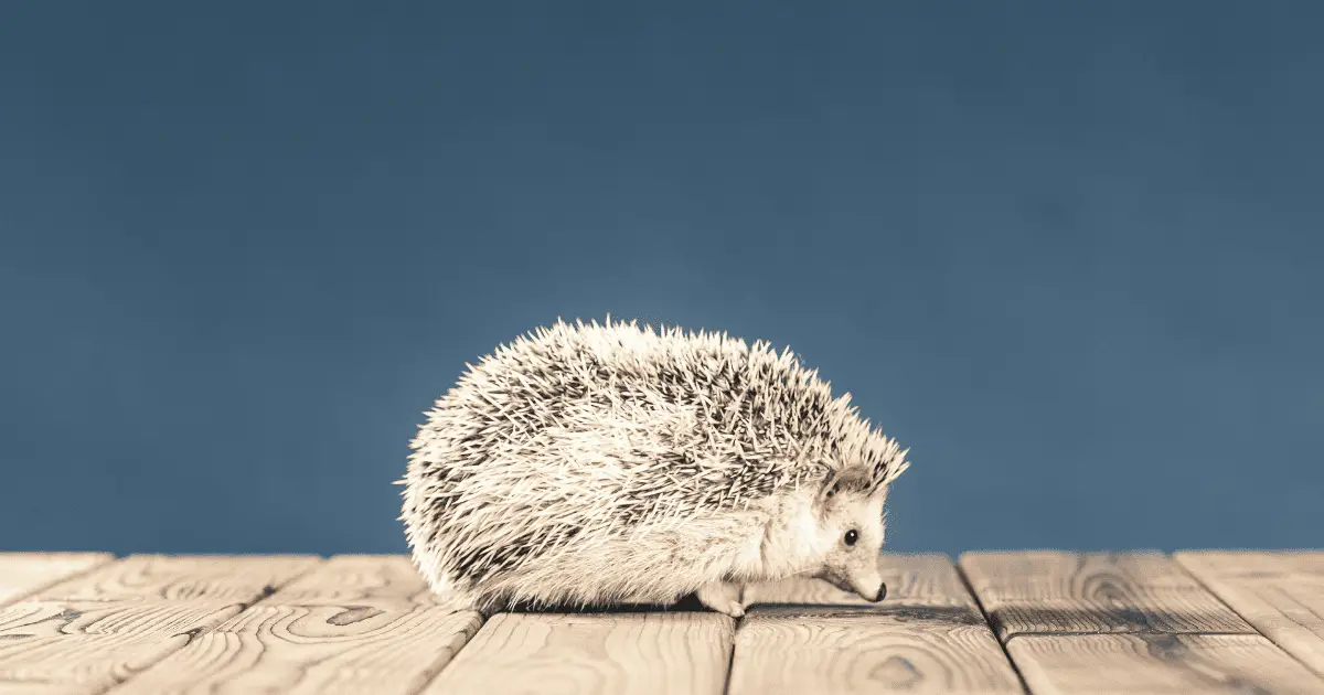 Socializing 101: 15 Tips to Help Your Hedgehog Bond With Other Pets 25 Socializing 101: 15 Tips to Help Your Hedgehog Bond With Other Pets