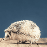 15 Names for Hedgehogs Inspired by Famous Cities and Landmarks