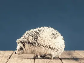 15 Names for Hedgehogs Inspired by Famous Cities and Landmarks