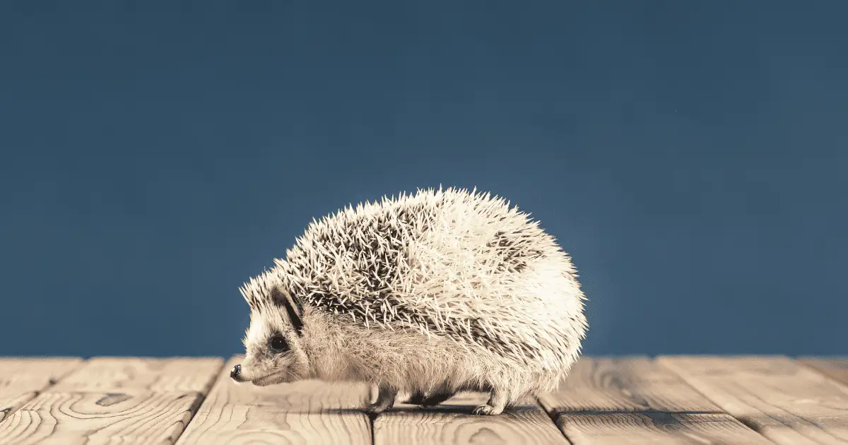 15 Names for Hedgehogs Inspired by Famous Cities and Landmarks 25 15 Names for Hedgehogs Inspired by Famous Cities and Landmarks