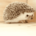 Essential Grooming Practices for Healthy Hedgehogs
