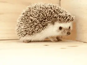 Essential Grooming Practices for Healthy Hedgehogs