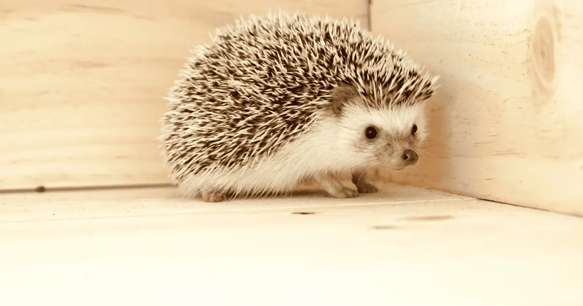 Essential Grooming Practices for Healthy Hedgehogs 25 Essential Grooming Practices for Healthy Hedgehogs