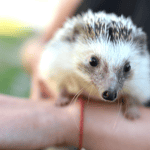 How Often Should Your Hedgehog Use a Playpen