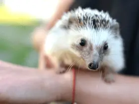 How Often Should Your Hedgehog Use a Playpen