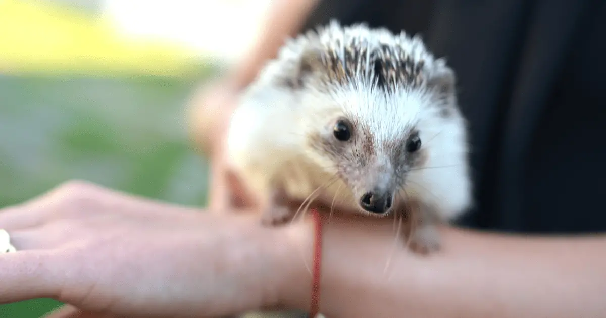 How Often Should Your Hedgehog Use a Playpen 25 How Often Should Your Hedgehog Use a Playpen