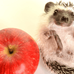 The Best Toys to Stimulate Your Hedgehog’s Mind and Body