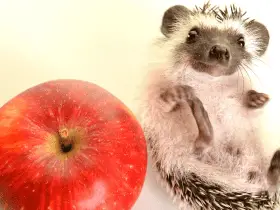 The Best Toys to Stimulate Your Hedgehog’s Mind and Body