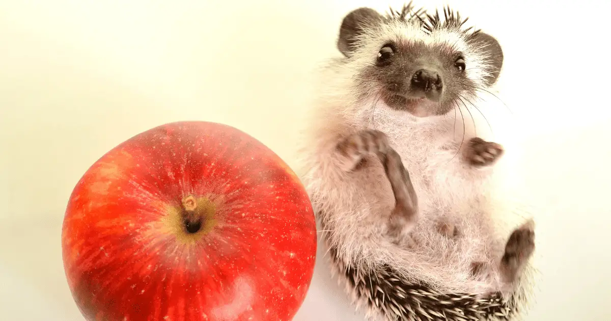 The Best Toys to Stimulate Your Hedgehog's Mind and Body 25 The Best Toys to Stimulate Your Hedgehog’s Mind and Body