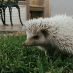 Unique Hedgehog Behaviors From Around the World