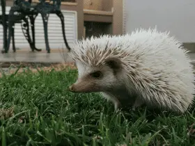 Unique Hedgehog Behaviors From Around the World 69 Unique Hedgehog Behaviors From Around the World