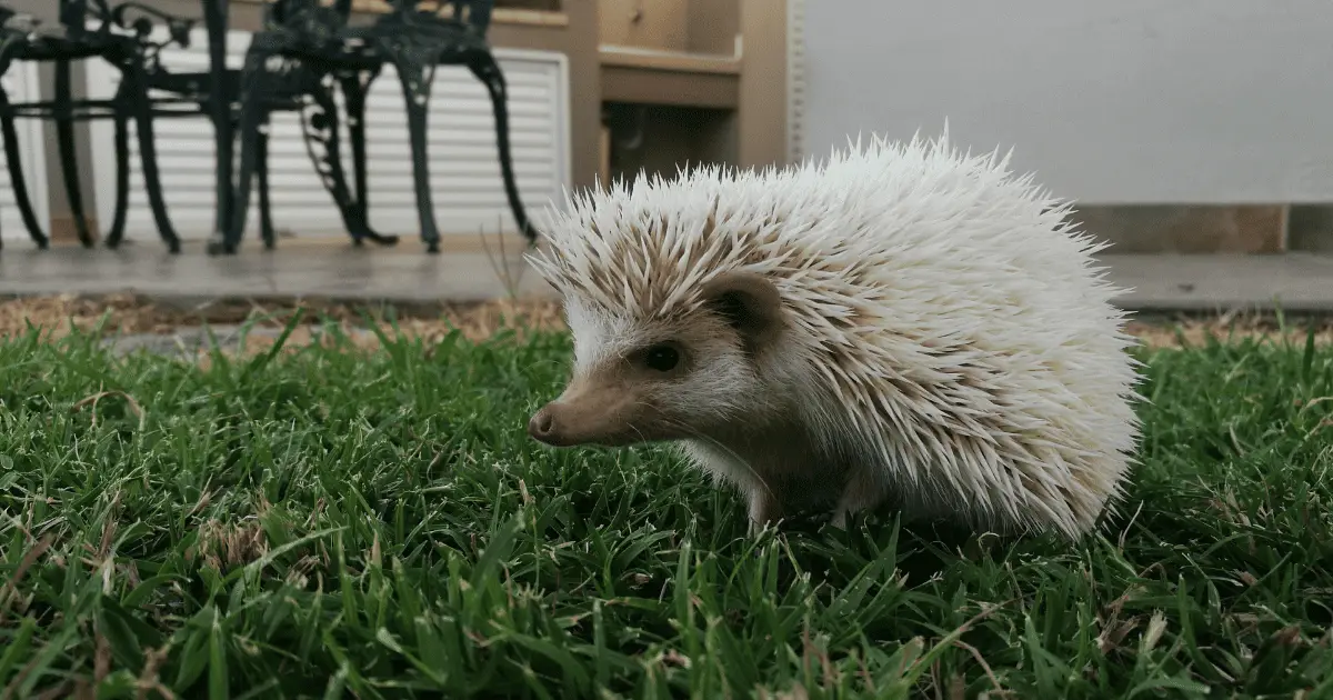Unique Hedgehog Behaviors From Around the World 25 Unique Hedgehog Behaviors From Around the World