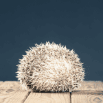 The Science Behind the Hedgehog’s Roll