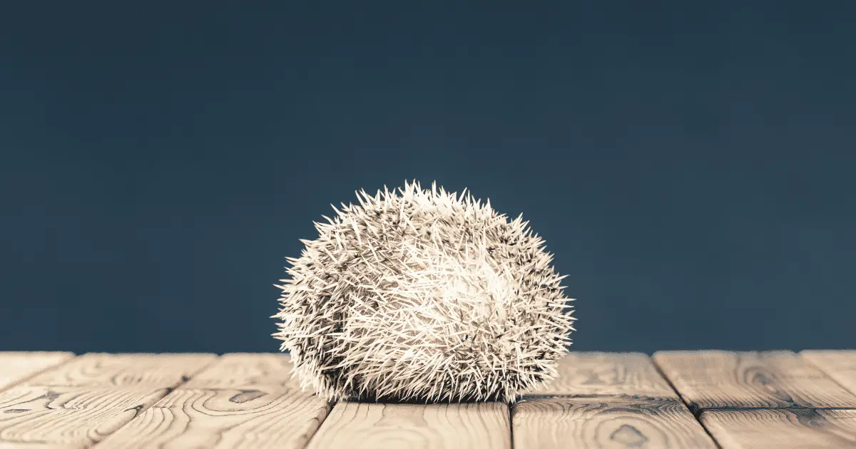 The Science Behind the Hedgehog's Roll: Defense and More 25 The Science Behind the Hedgehog’s Roll