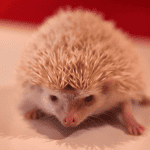 Setting Up the Perfect Hedgehog Playpen for Exercise
