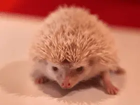 Setting Up the Perfect Hedgehog Playpen for Exercise
