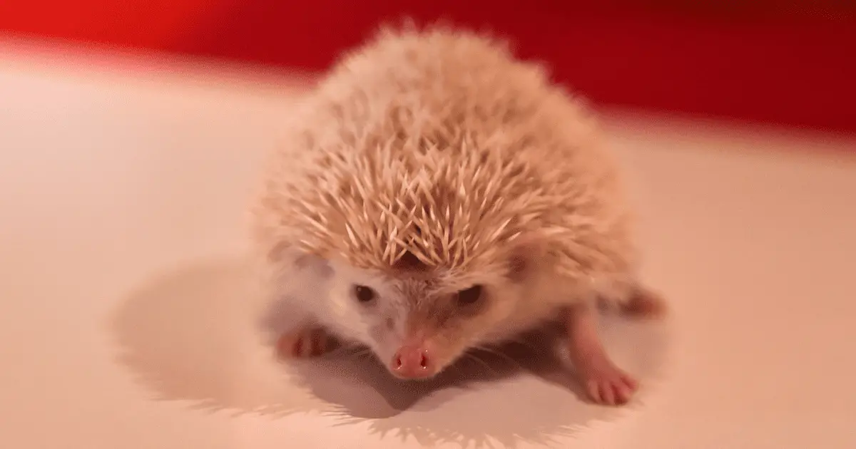 Setting Up the Perfect Hedgehog Playpen for Exercise 25 Setting Up the Perfect Hedgehog Playpen for Exercise