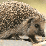 Regular Check-ups: Keeping Your Hedgehog Healthy