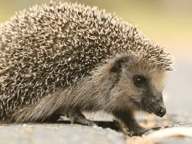 Regular Check-ups: Keeping Your Hedgehog Healthy
