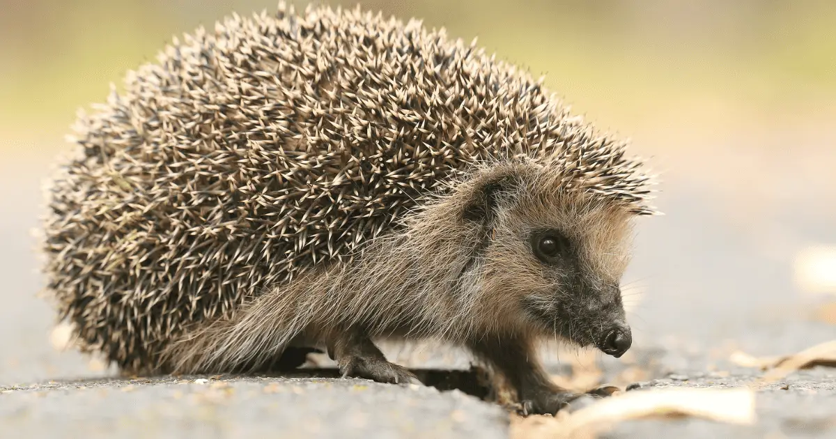 Regular Check-ups: Keeping Your Hedgehog Healthy 25 Regular Check-ups: Keeping Your Hedgehog Healthy