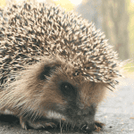 The Golden Years: Caring for Senior Hedgehogs
