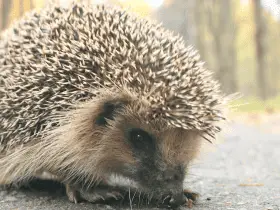 The Golden Years: Caring for Senior Hedgehogs 36 The Golden Years: Caring for Senior Hedgehogs