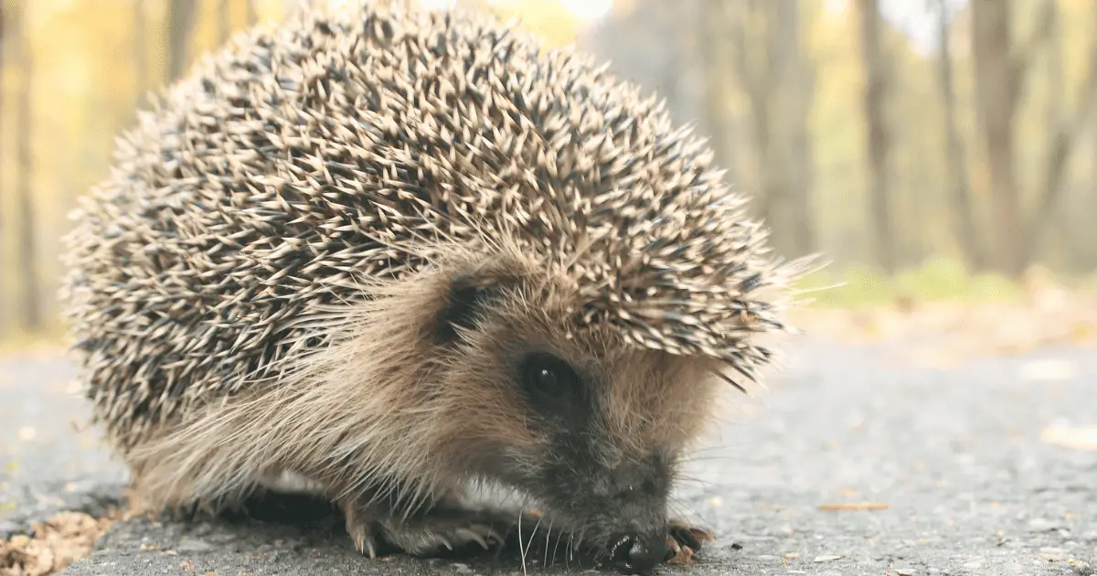 The Golden Years: Caring for Senior Hedgehogs 25 The Golden Years: Caring for Senior Hedgehogs