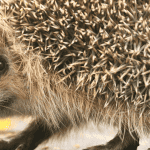 Hedgehog Superstitions From Around the World