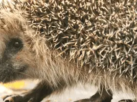 Hedgehog Superstitions From Around the World 75 Hedgehog Superstitions From Around the World