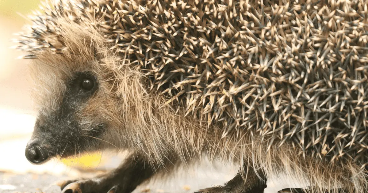 Hedgehog Superstitions From Around the World 25 Hedgehog Superstitions From Around the World