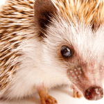 Bizarre Hedgehog Behaviors Explained