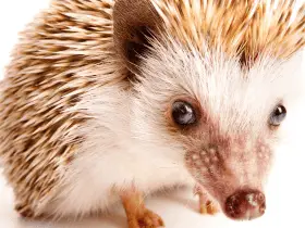 Did They Really Do That? 7 Bizarre Hedgehog Behaviors Explained 78 Bizarre Hedgehog Behaviors Explained