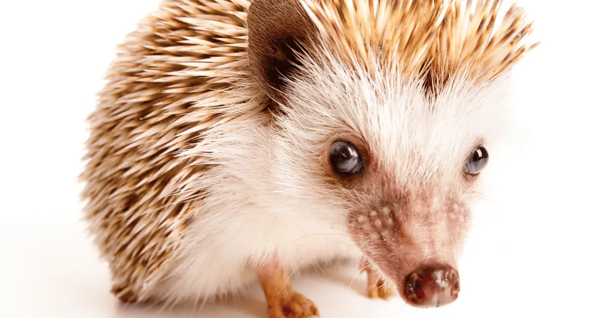 Did They Really Do That? 7 Bizarre Hedgehog Behaviors Explained 25 Bizarre Hedgehog Behaviors Explained