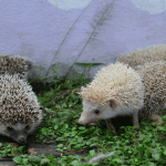 15 Exotic Names for Hedgehogs From Around the World