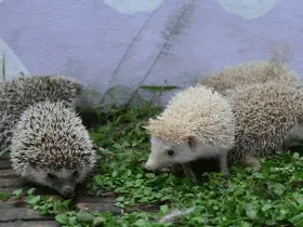 15 Exotic Names for Hedgehogs From Around the World