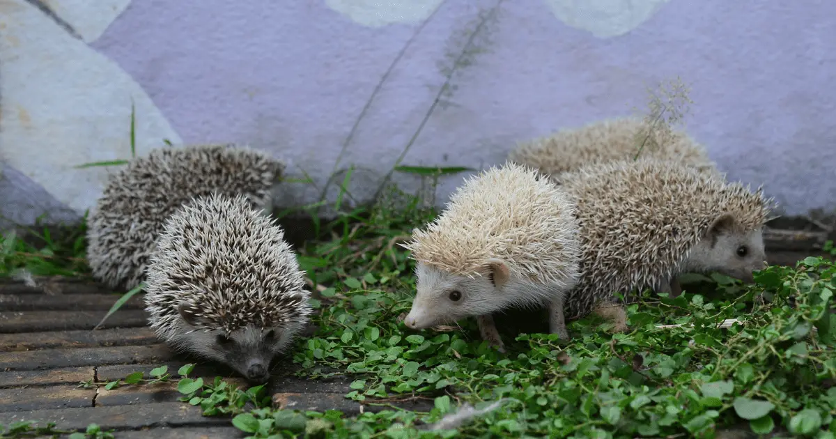 15 Exotic Names for Hedgehogs From Around the World 25 15 Exotic Names for Hedgehogs From Around the World