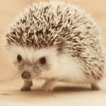 Preparing Your Home for a Hedgehog: The Essential Checklist