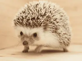 Preparing Your Home for a Hedgehog: The Essential Checklist