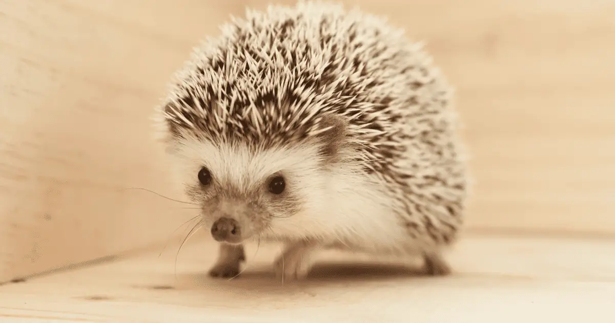 Preparing Your Home for a Hedgehog: The Essential Checklist 25 Preparing Your Home for a Hedgehog: The Essential Checklist