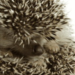 Hedgehogs in Pop Culture Over the Decades