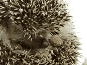 From Comics to the Big Screen: Hedgehogs in Pop Culture Over the Decades 72 Hedgehogs in Pop Culture Over the Decades