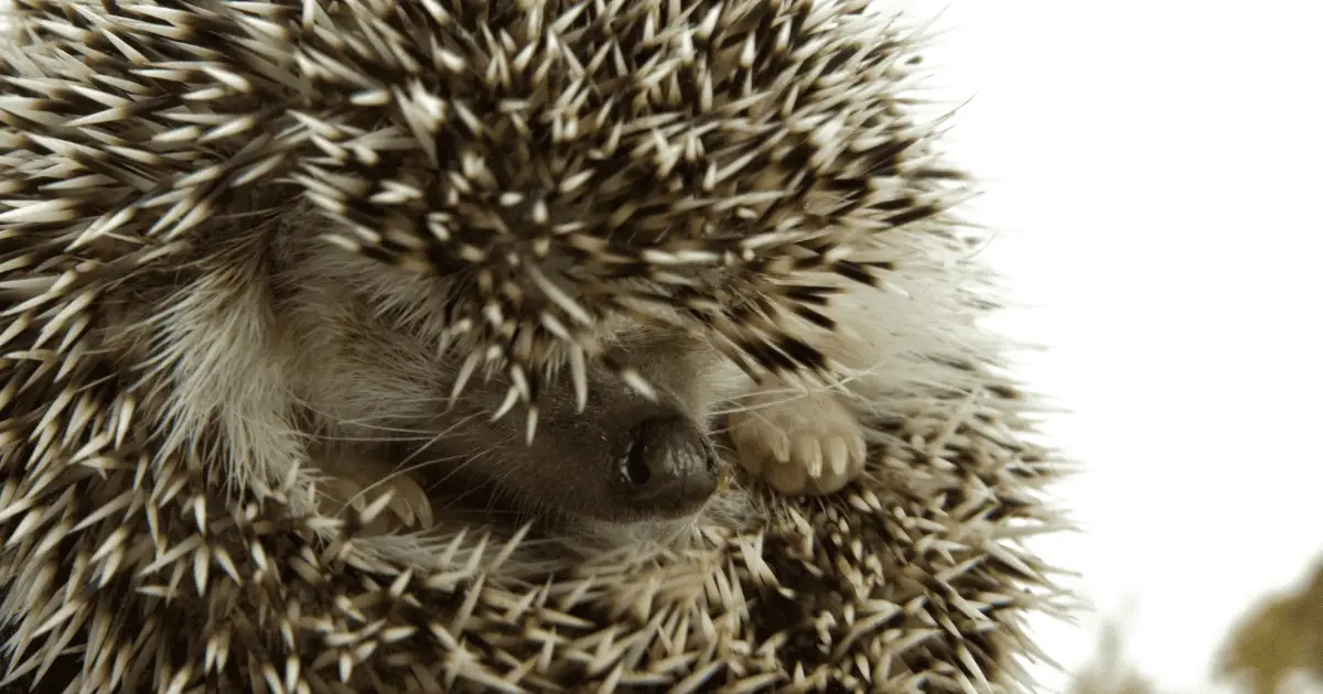 From Comics to the Big Screen: Hedgehogs in Pop Culture Over the Decades 25 Hedgehogs in Pop Culture Over the Decades