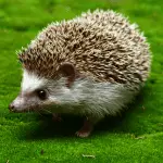 Hedgehogs Appeared in Royal Courts