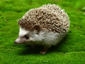 Royal Hedgehogs: 5 Times Hedgehogs Appeared in Royal Courts 69 Hedgehogs Appeared in Royal Courts