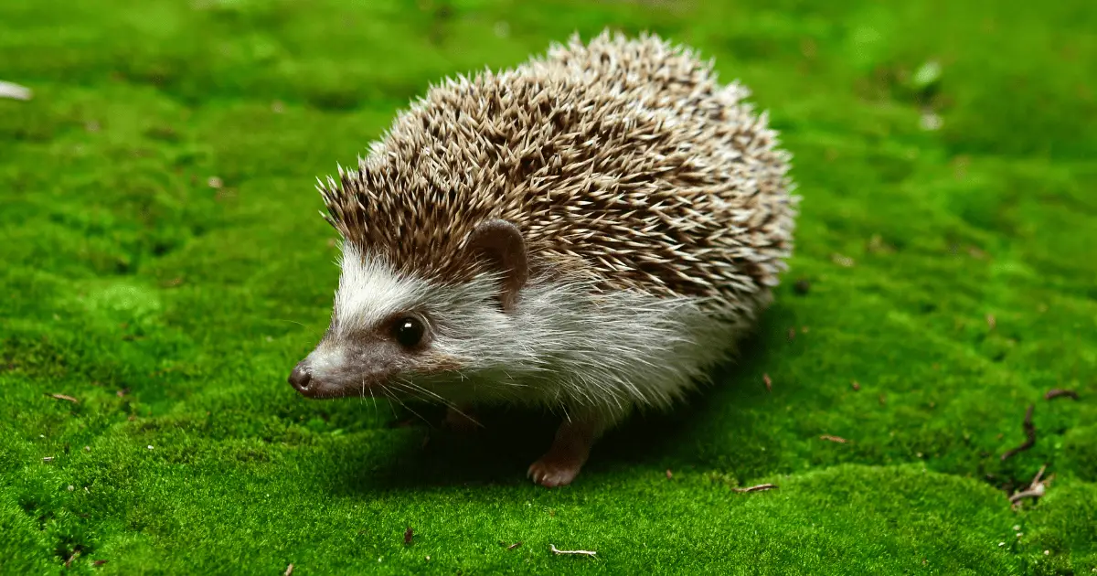 Royal Hedgehogs: 5 Times Hedgehogs Appeared in Royal Courts 25 Hedgehogs Appeared in Royal Courts